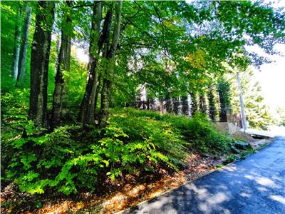 Teren Intravilan de Vanzare in Sinaia