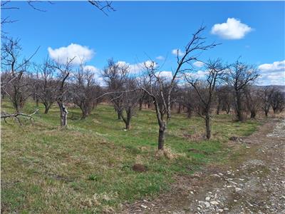 Teren Intravilan de vanzare, Breaza Prahova